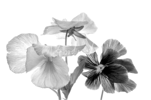 Black-and-white photograph of three spring pansies with delicate ruffled petals and slender stems