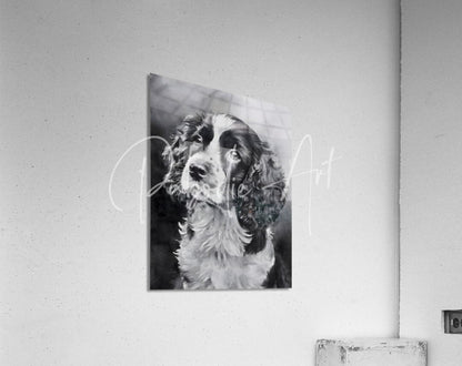 Black-and-white portrait of a spaniel dog hanging on the wall for springer spaniel puppy decor