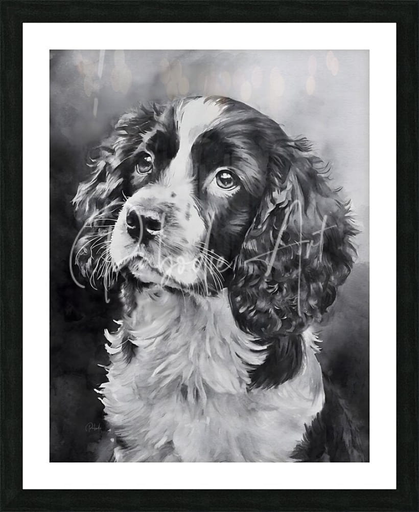 Black and white framed portrait of a springer spaniel puppy with expressive eyes perfect for wall decor