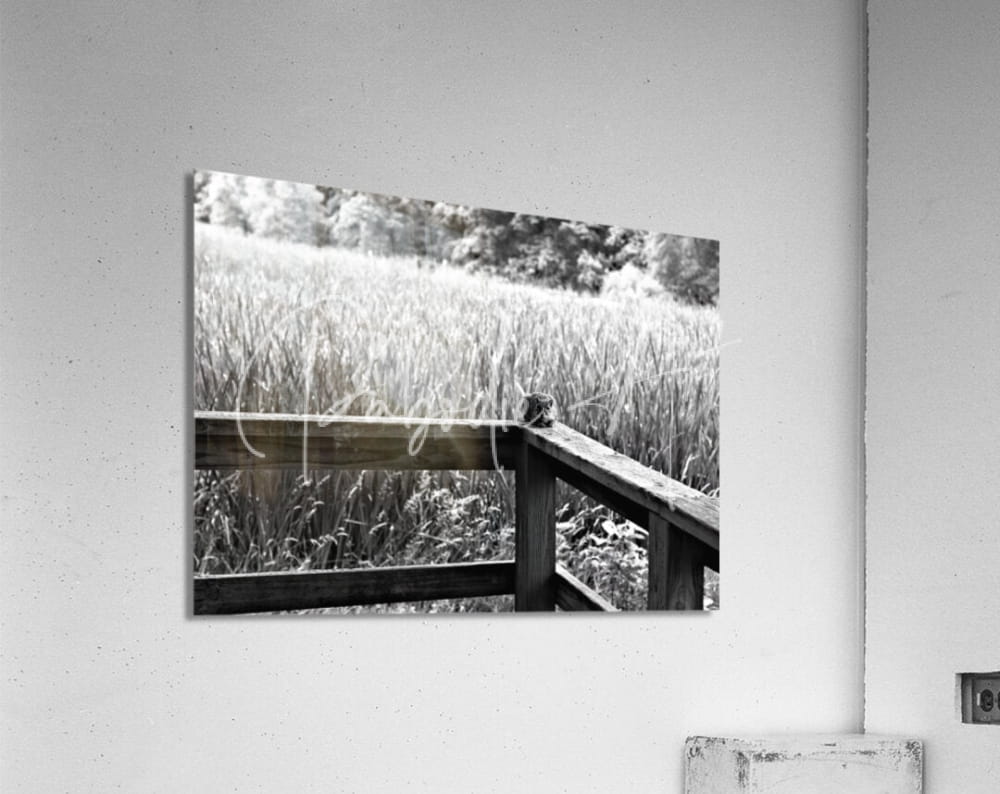 Black-and-white acrylic print titled squirrely perspective featuring a rustic wooden fence in a field