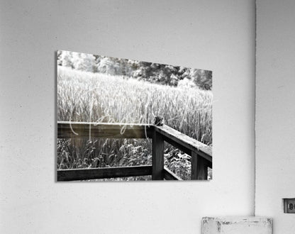 Black-and-white acrylic print titled squirrely perspective featuring a rustic wooden fence in a field