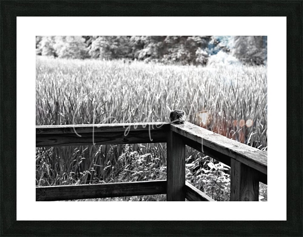 Black-framed photographic print titled squirrely perspective showing a small dark-furred rodent on a weathered wooden fence in a field