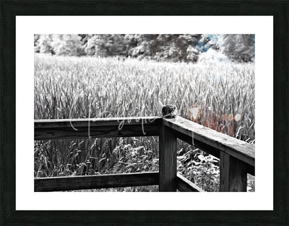 Black-framed photographic print titled squirrely perspective showing a small dark-furred rodent on a weathered wooden fence in a field