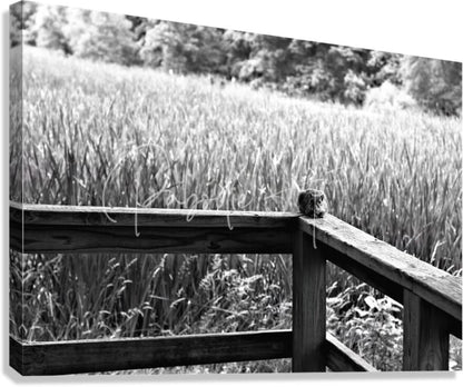 Black-and-white canvas print titled squirrely perspective featuring a small rodent on a wooden fence corner