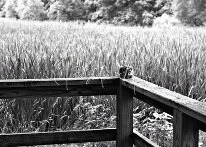 A small fuzzy creature perched on a weathered wooden fence corner in the product squirrely perspective