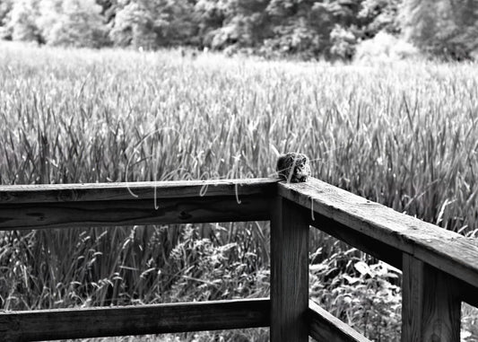 A small fuzzy creature perched on a weathered wooden fence corner in the product squirrely perspective