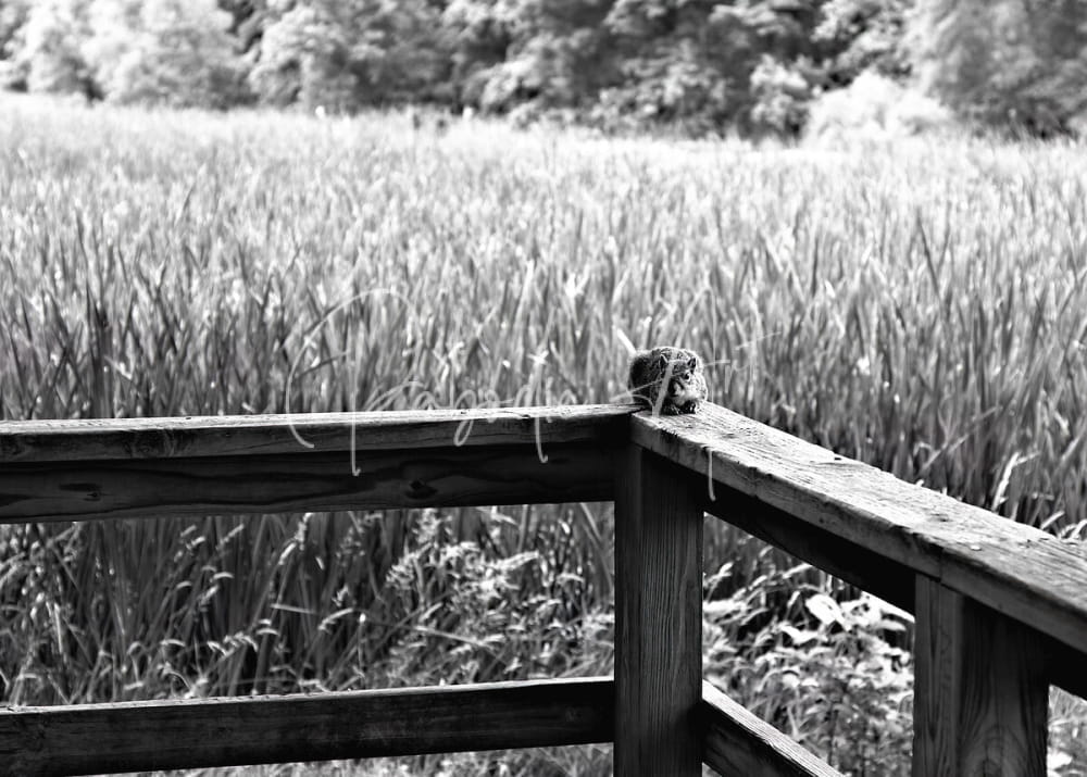A small fuzzy squirrel perched on a weathered wooden fence corner in the squirrels perspective product image