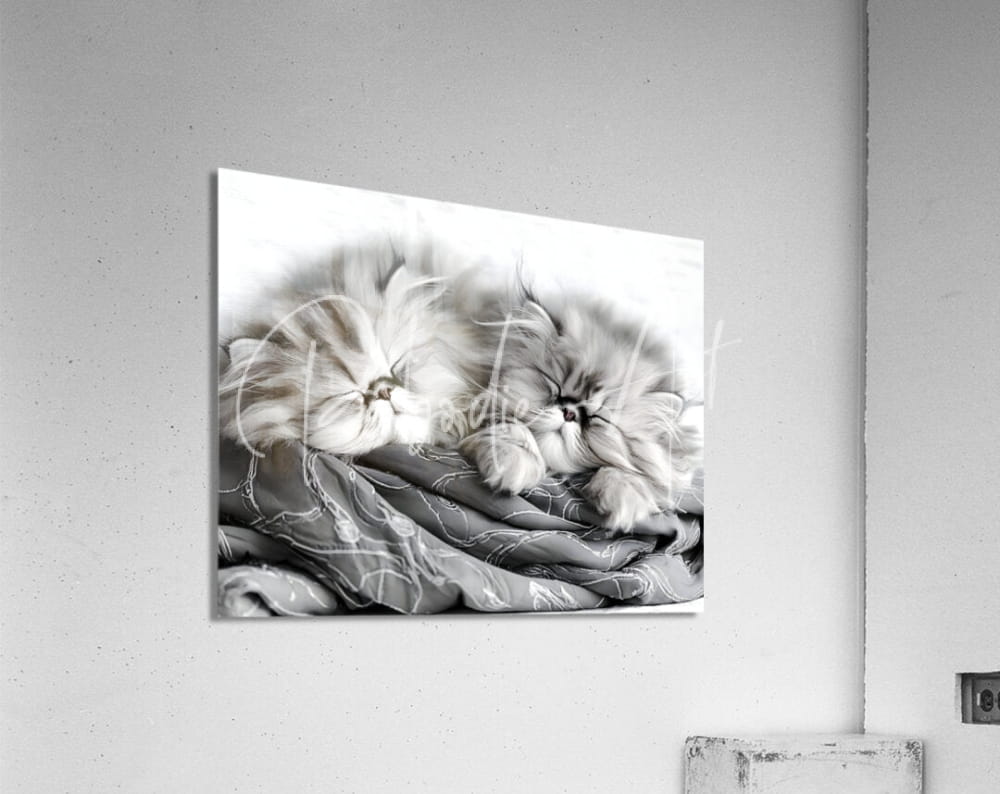 Black-and-white acrylic print of two fluffy persian cats resting on patterned fabric titled sweet dreams kittens