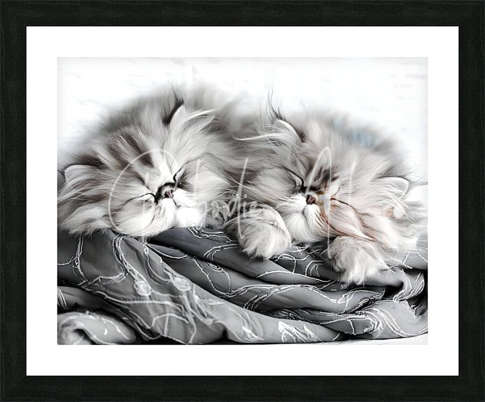 Black-framed photographic print of two fluffy persian kittens sleeping together in grayscale titled sweet dreams kittens