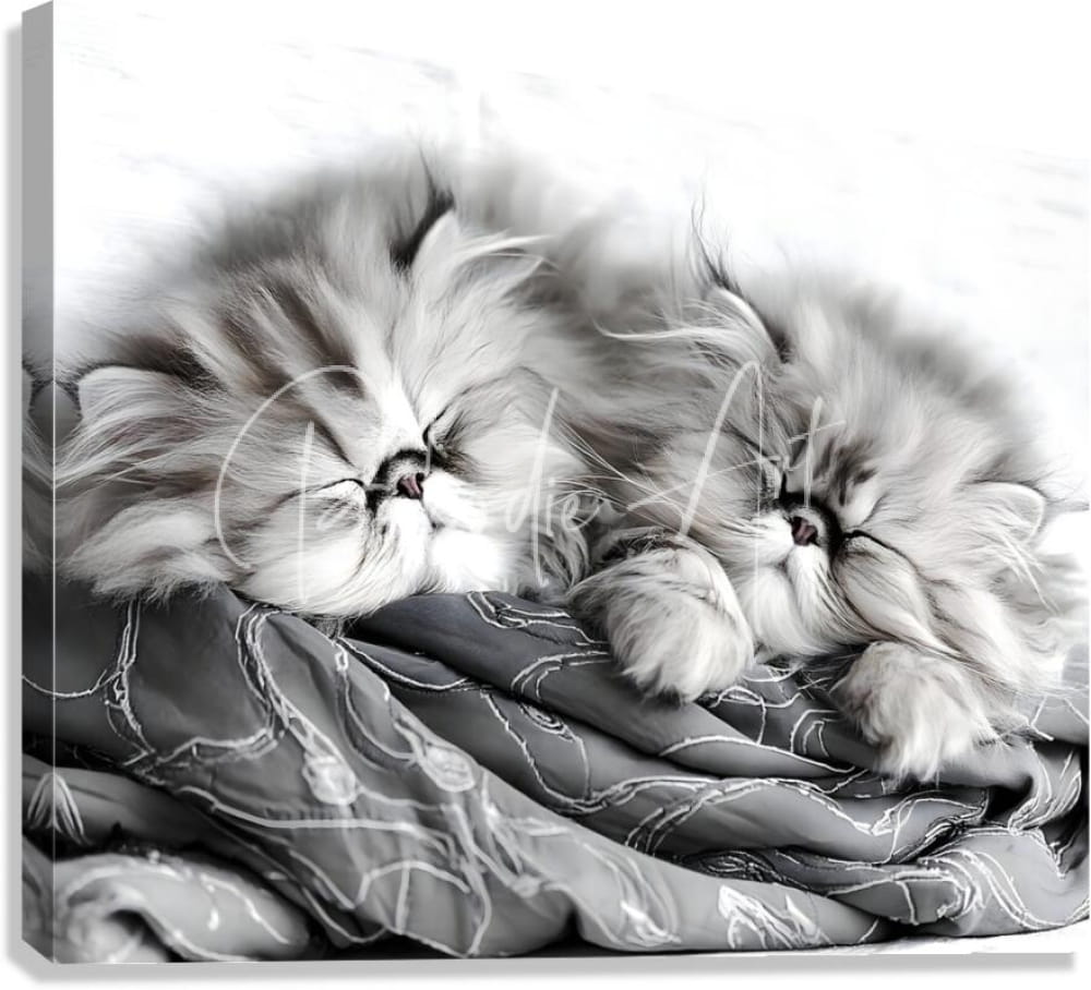 Black-and-white canvas print featuring two fluffy persian kittens curled together on a patterned blanket titled sweet dreams kittens