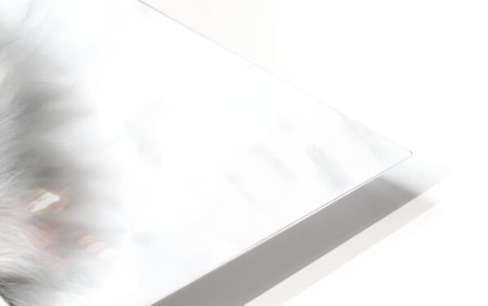 A sleek minimalist silver laptop lid with a smooth reflective surface and clean edges for sweet dreams kittens