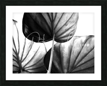 Black and white framed tree of life leaf art featuring large detailed tropical leaves with prominent veining