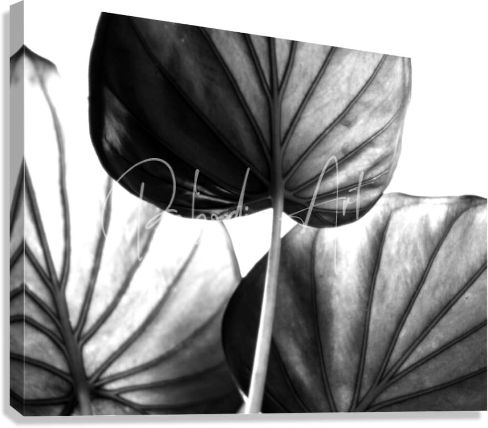 Black-and-white canvas print featuring close-up large tropical leaves with detailed veining tree of life leaf art