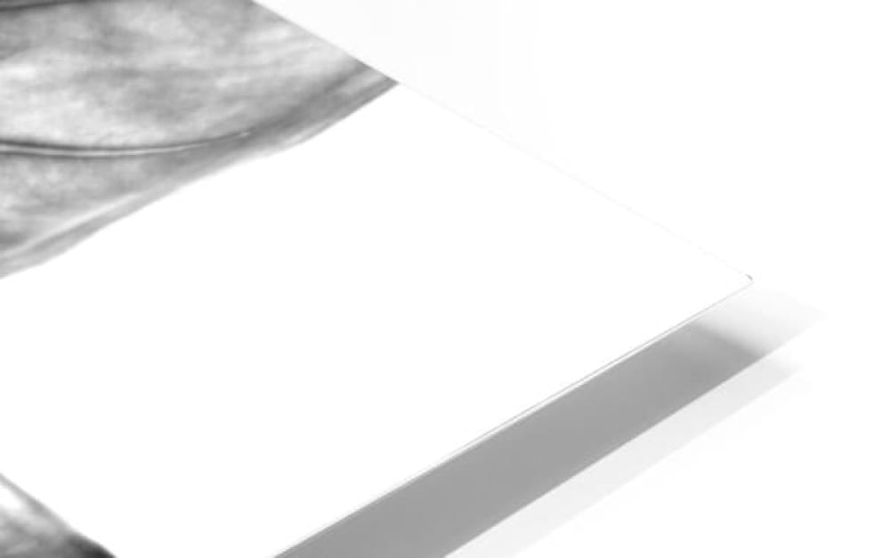 White rectangular card with subtle gray border and texture in upper left corner for tree of life leaf art product