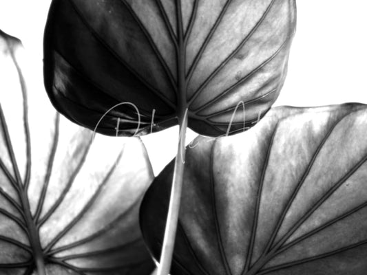 Monochromatic close-up of broad veined tree of life leaf art showing prominent central stems on textured leaves