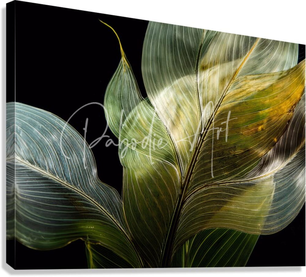 A canvas print titled tropical leaves on black featuring translucent green and yellow leaves with detailed veins on black background