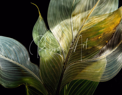 Translucent tropical leaves with green and yellow hues and intricate vein patterns on a black background