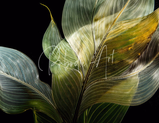 Translucent green and yellow tropical leaves with intricate vein patterns on black background for decorative use