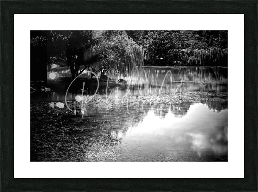 Black and white framed photograph of a serene pond with weeping willow trees and reflections titled willow water reflections