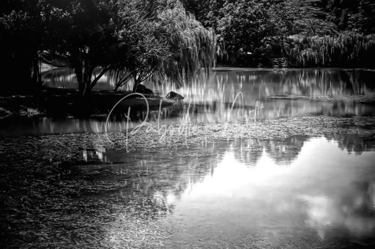 Willow water reflections features a serene black and white image of weeping willow trees reflected on a tranquil pond surface