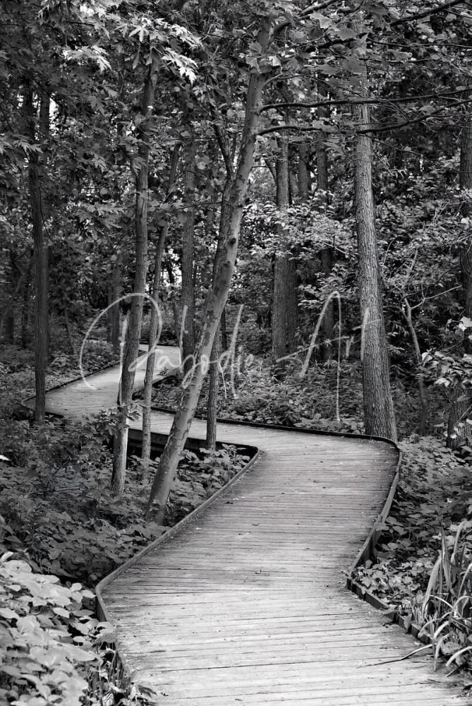 The wooden path curved wooden boardwalk made of natural wood winding through a dense green forest