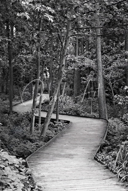 The wooden path curved wooden boardwalk made of natural wood winding through a dense green forest