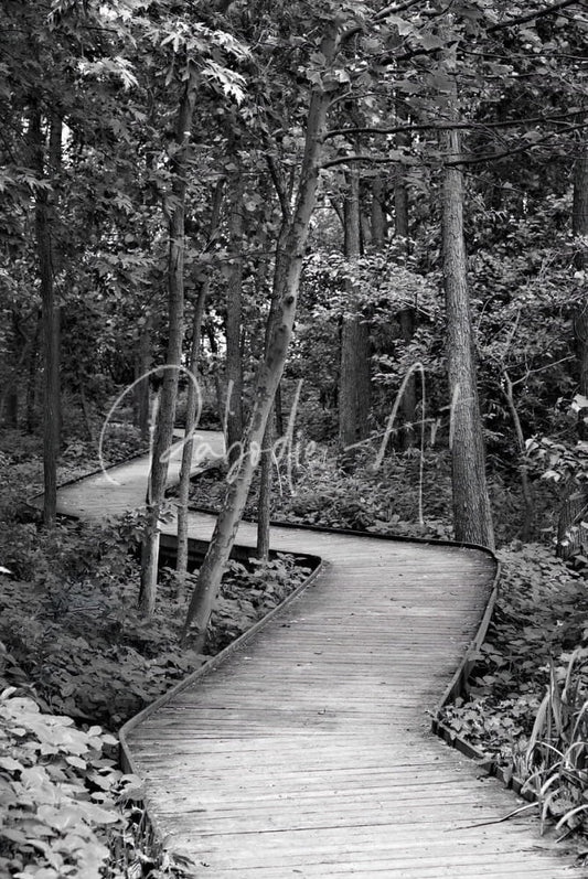 The wooden path curved wooden boardwalk made of natural wood winding through a dense green forest